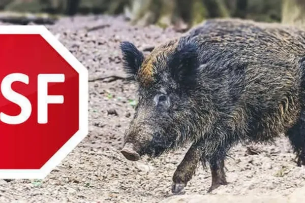 Dziesiąte ognisko ASF w powiecie biłgorajskim – dwa padłe dziki w Ciosmach